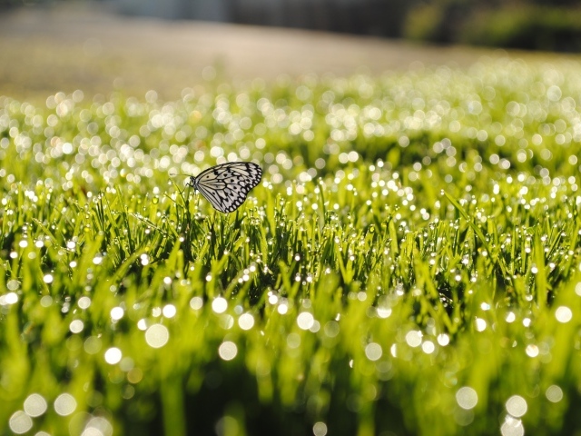 Бабочка на летней траве