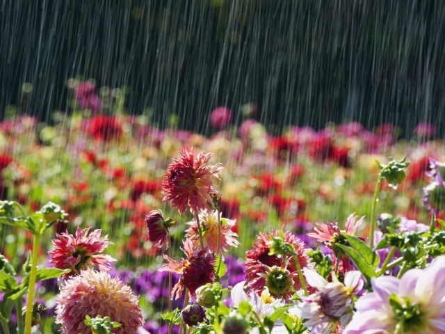 Цветочная поляна под летним дождем