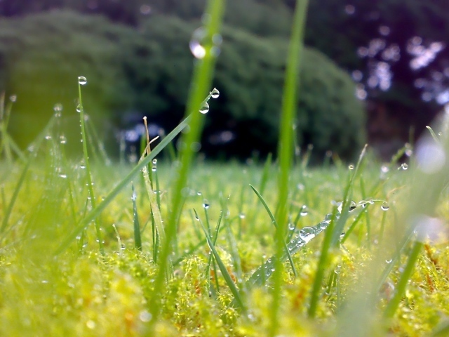 Трава после летнего дождя