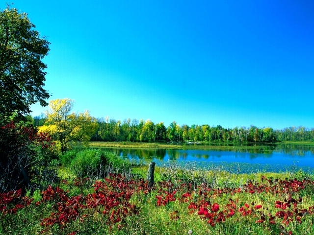 Озеро в летнем лесу