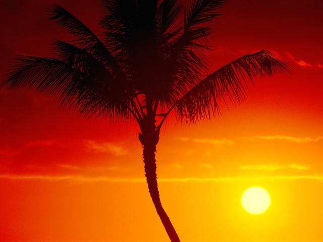 Пальма на фоне летнего заката