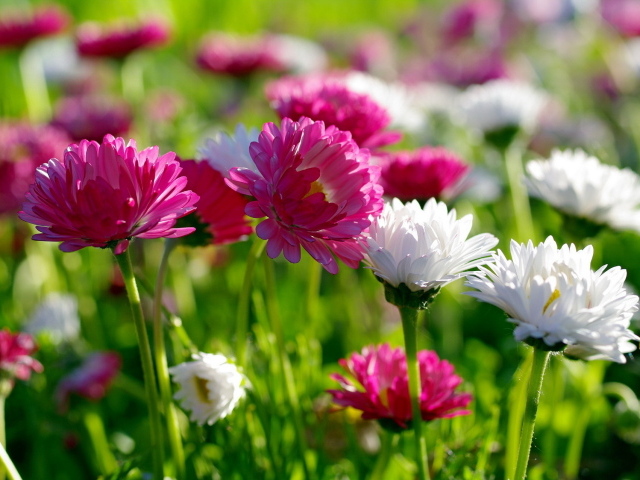 Белые и розовые летние цветы