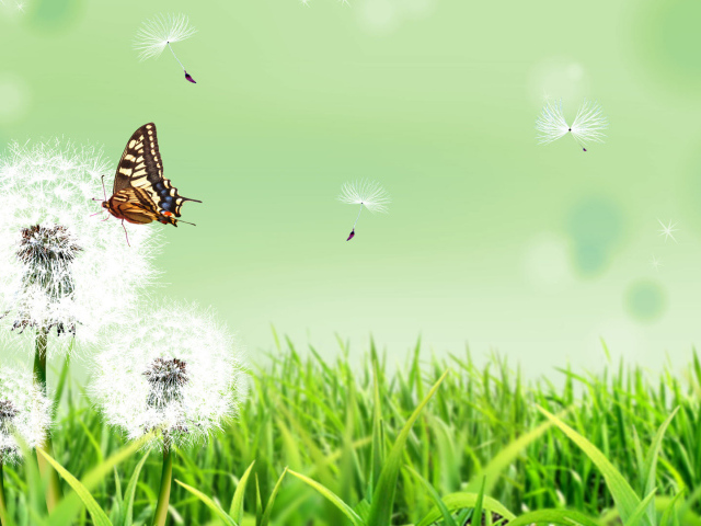 Бабочка на летнем одуванчике