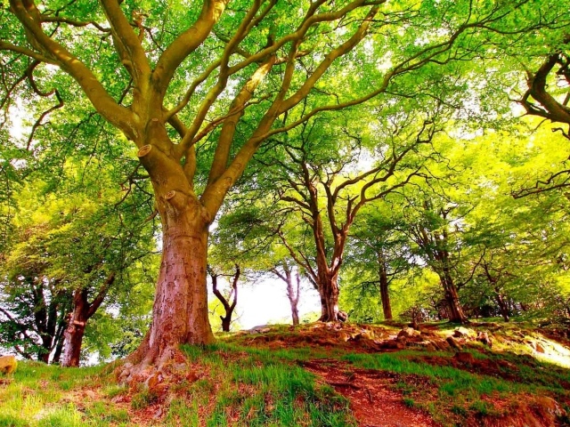 Солнечный летний день в лесу