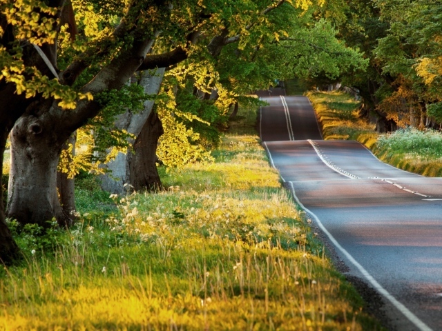 Дорога среди леса летом