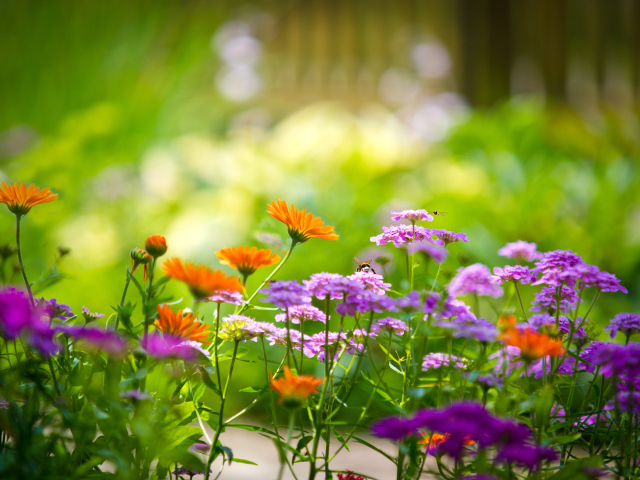 Полевые цветы летом