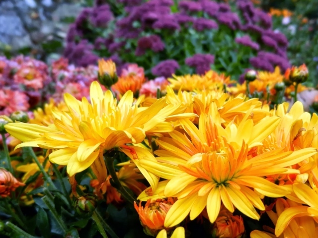 Желтые и сиреневые летние цветы