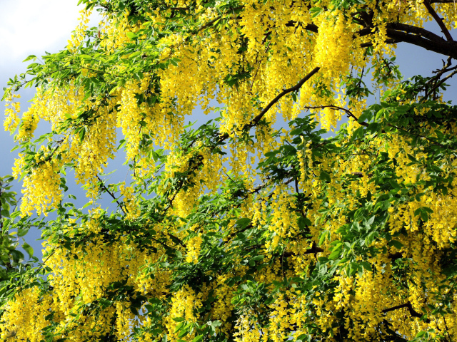 Желтые цветы на летнем дереве