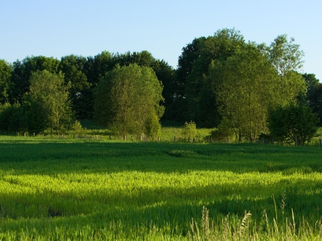 Зеленое летнее поле