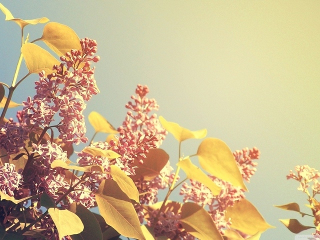 Летние цветы