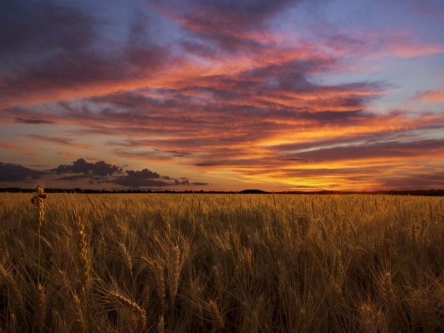 Закат над полем пшеницы
