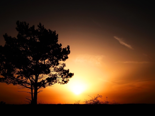 Солнце за одиноким деревом