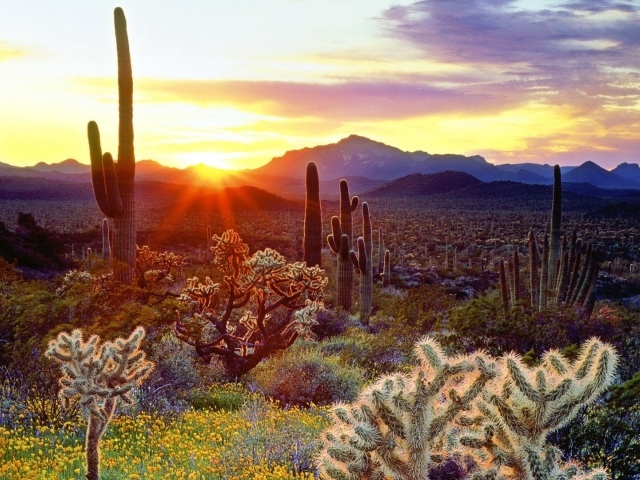 Растительность пустыни на закате