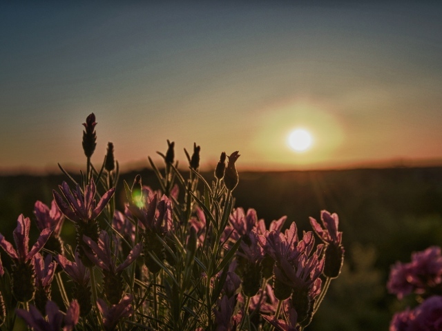 Цветы провожают солнце