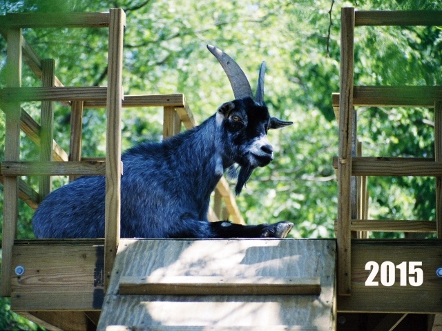 Новый Год 2015 Синяя коза