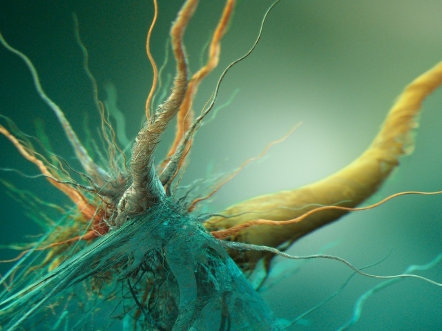 Сплетение корней