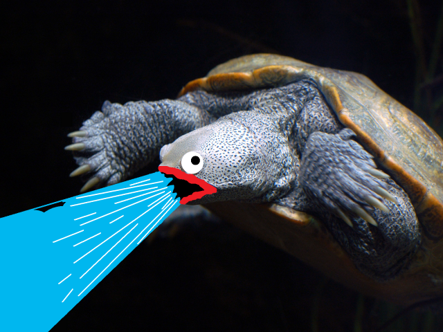 Черепаха изрыгает воду