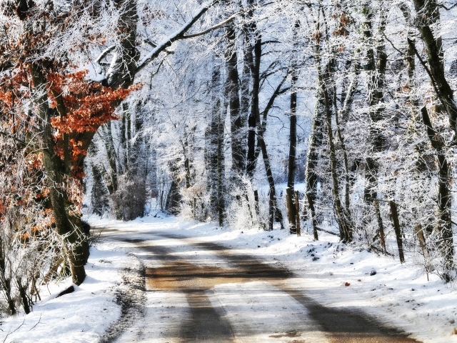 Дорога в зимнем парке