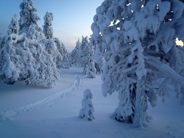 Покрытые снегом деревья