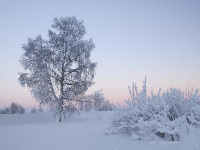 Дерево в зимний рассвет