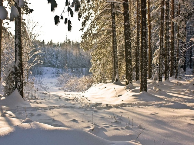Зимний день в лесу