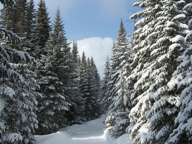 Еловый лес в снегу