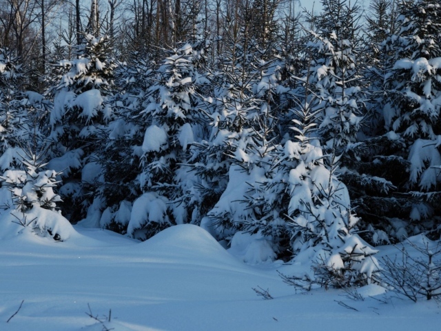 Молодой лес завален снегом