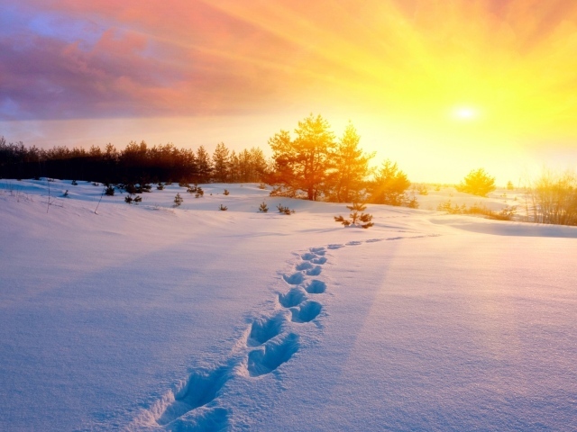 Следы на снегу