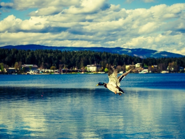 Утка над озером Клопайнер Зее, Австрия