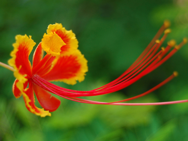 Красивый цветок в Барбадосе