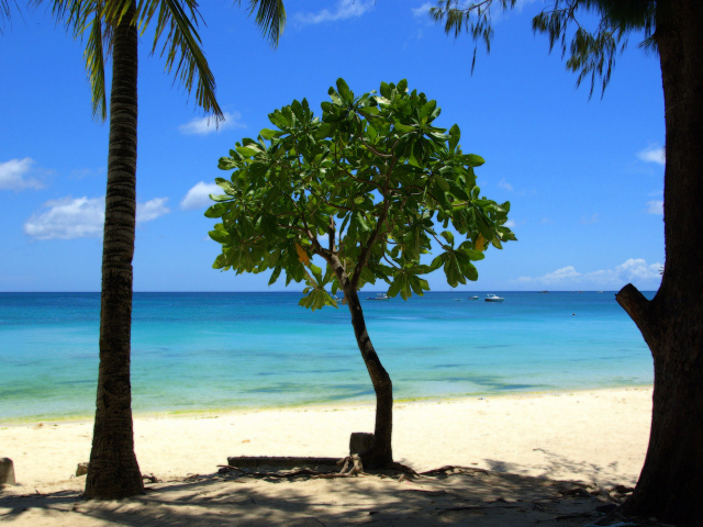 Дерево в Барбадосе