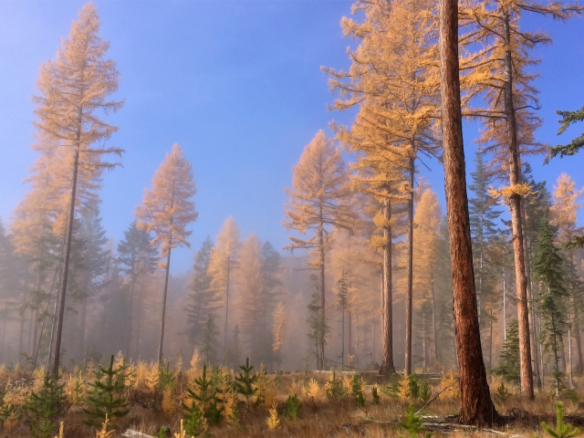 Доисторические леса, Британская Колумбия, Канада