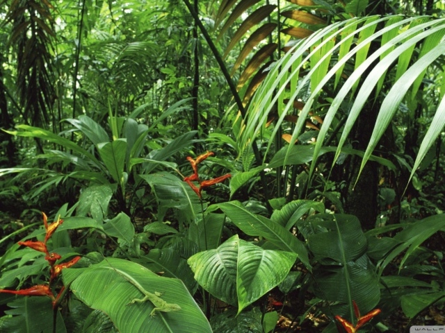 Дождевой лес Коста-Рика