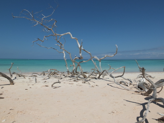 Ветки на пляже на курорте Кайо Санта Мария, Куба