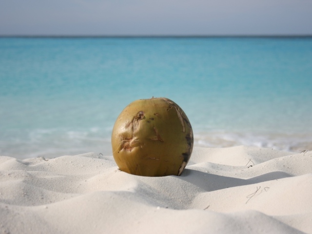 Кокос на пляже на курорте Кайо Ларго, Куба