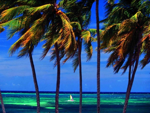 Пальмы на фоне моря на курорте Гуардалавака, Куба