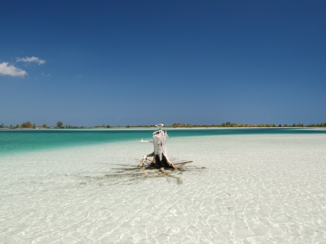 Корень дерева на пляже на курорте Кайо Ларго, Куба