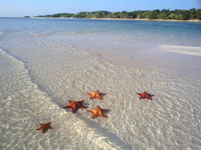 Морские звезды на пляже на курорте Кайо Гильермо, Куба