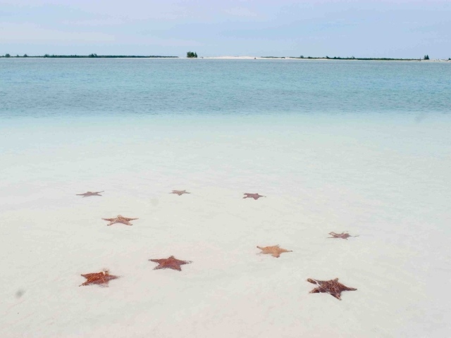 Морские звезды на пляже на курорте Кайо Ларго, Куба
