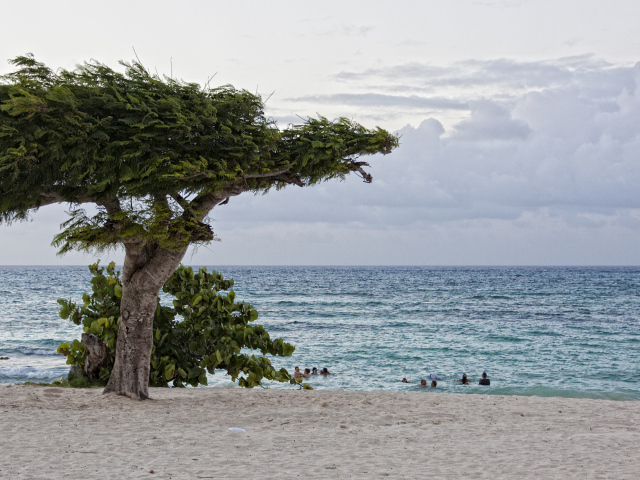 Дерево на фоне моря на курорте Гуардалавака, Куба