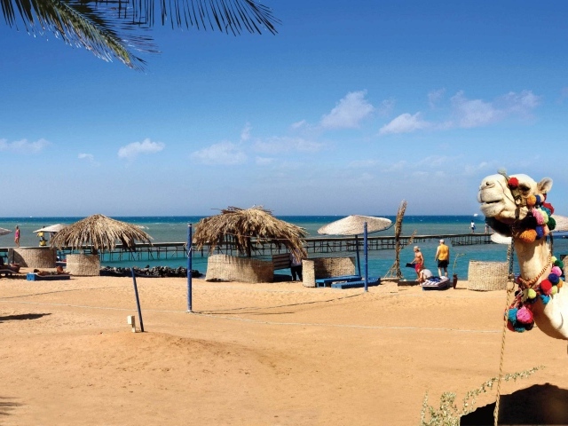 Верблюд на пляже на курорте Эль Гуна, Египет