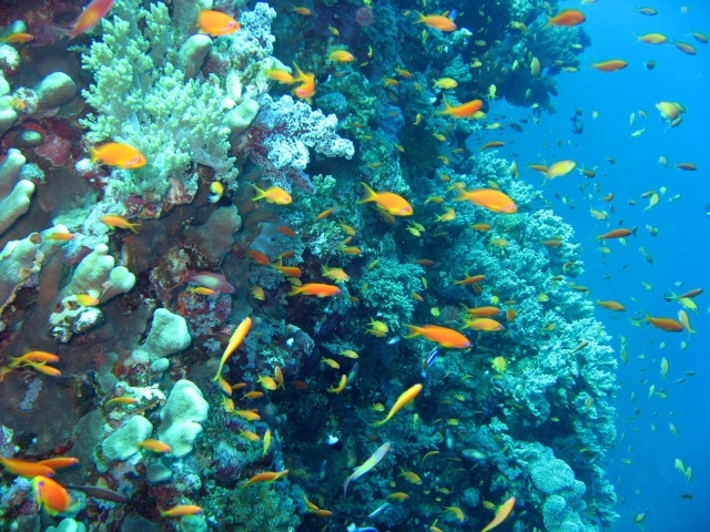 Морские красоты на курорте Марса Алам, Египет