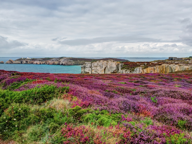 Цветущие поля в Бретань, Франция