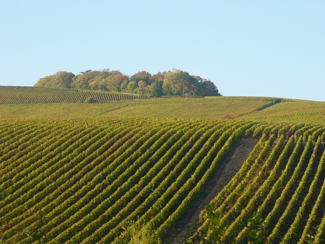 Поля  виноградников в провинции Шампань, Франция