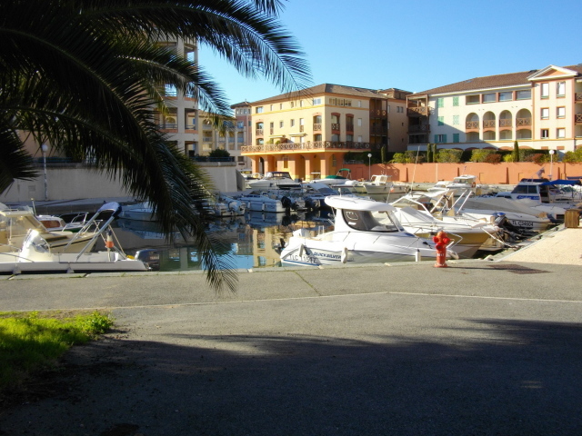 Пальма в порту на курорте Порт Де Фрежюс, Франция