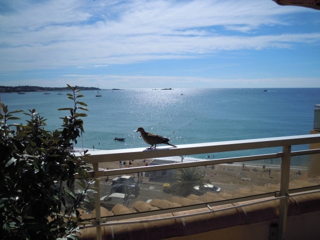 Голубь на балконе на курорте Порт Де Фрежюс, Франция