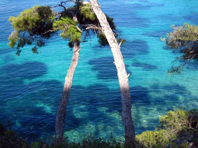 Дерево у воды на курорте Сен-Жан-Кап-Ферра, Франция