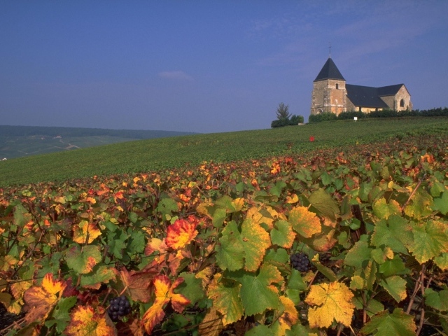 Виноградник в провинции Шампань, Франция