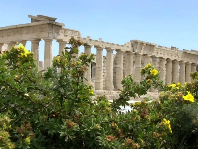 Цветущие кустарники на фоне Акрополя в Афинах