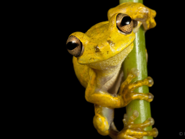 Великолепная страна Гаити